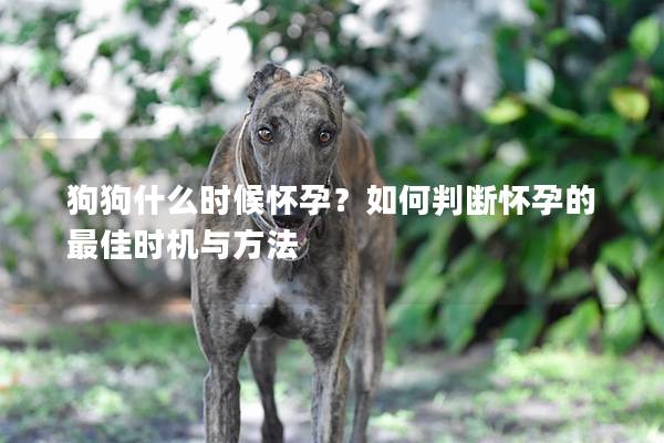 狗狗什么時候懷孕？如何判斷懷孕的最佳時機與方法
