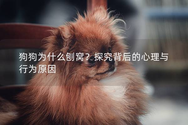 狗狗為什么刨窩？探究背后的心理與行為原因