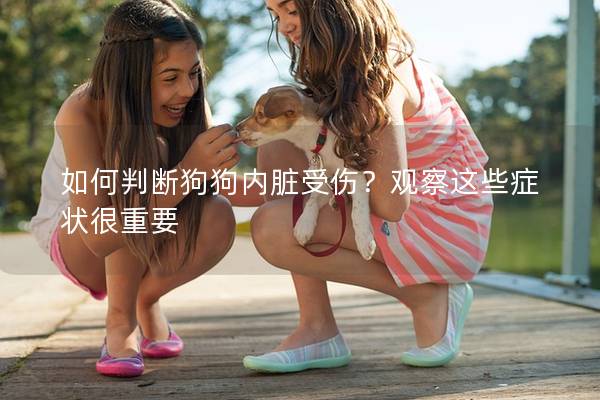 如何判斷狗狗內(nèi)臟受傷？觀察這些癥狀很重要