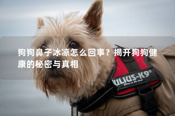 狗狗鼻子冰涼怎么回事?揭開狗狗健康的秘密與真相 狗狗鼻子冰涼怎么回事?揭開狗狗健康的秘密與真相