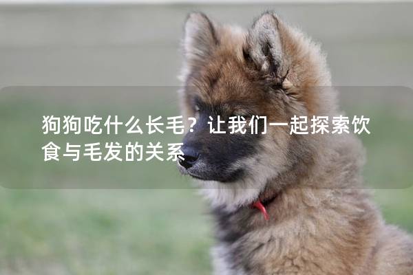 狗狗吃什么長毛？讓我們一起探索飲食與毛發的關系