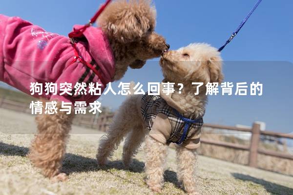 狗狗突然粘人怎么回事?了解背后的情感與需求 狗狗突然粘人怎么回事?了解背后的情感與需求