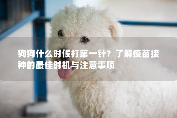 狗狗什么時(shí)候打第一針？了解疫苗接種的最佳時(shí)機(jī)與注意事項(xiàng)