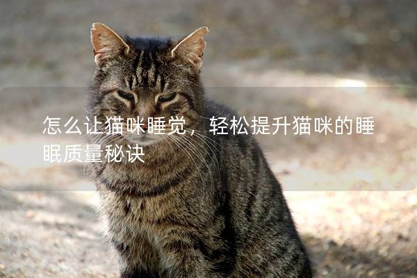 怎么讓貓咪睡覺，輕松提升貓咪的睡眠質量秘訣