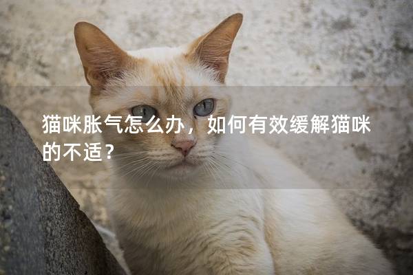 貓咪脹氣怎么辦，如何有效緩解貓咪的不適？