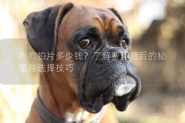 狗狗拍片多少錢？了解費用背后的秘密與選擇技巧