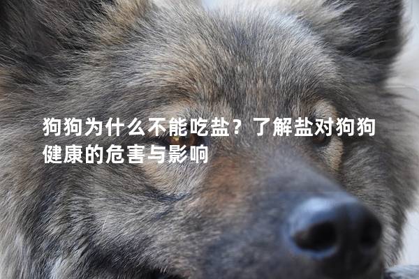 狗狗為什么不能吃鹽？了解鹽對(duì)狗狗健康的危害與影響