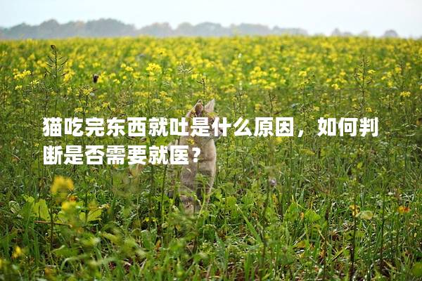 貓吃完東西就吐是什么原因,如何判斷是否需要就醫? 貓吃完東西就吐是什么原因,如何判斷是否需要就醫?