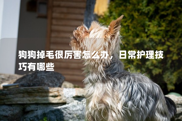 狗狗掉毛很厲害怎么辦,日常護理技巧有哪些 狗狗掉毛很厲害怎么辦,日常護理技巧有哪些