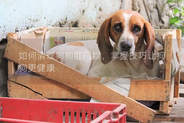 如何清理狗狗肛門腺，掌握技巧讓狗狗更健康