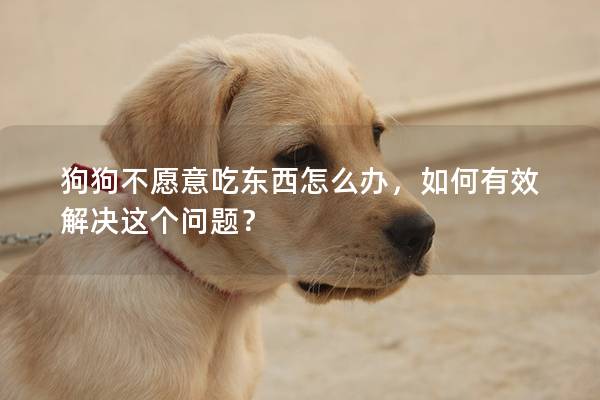 狗狗不愿意吃東西怎么辦，如何有效解決這個問題？