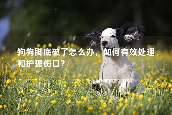 狗狗腳底破了怎么辦，如何有效處理和護(hù)理傷口？