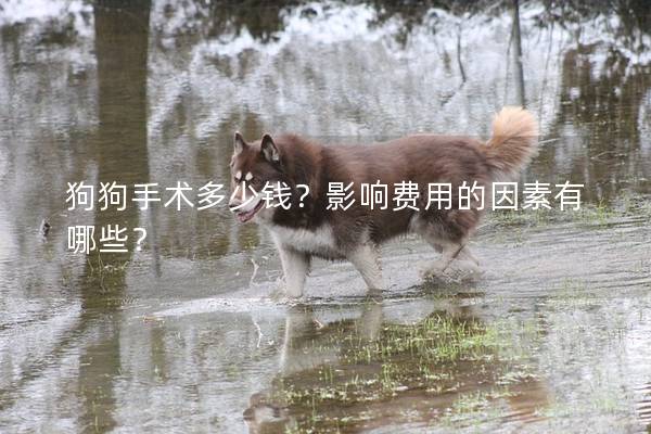 狗狗手術多少錢？影響費用的因素有哪些？