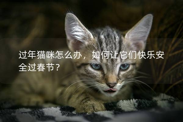 過年貓咪怎么辦,如何讓它們快樂安全過春節? 過年貓咪怎么辦,如何讓它們快樂安全過春節?