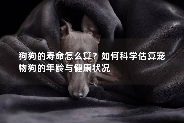 狗狗的壽命怎么算？如何科學估算寵物狗的年齡與健康狀況