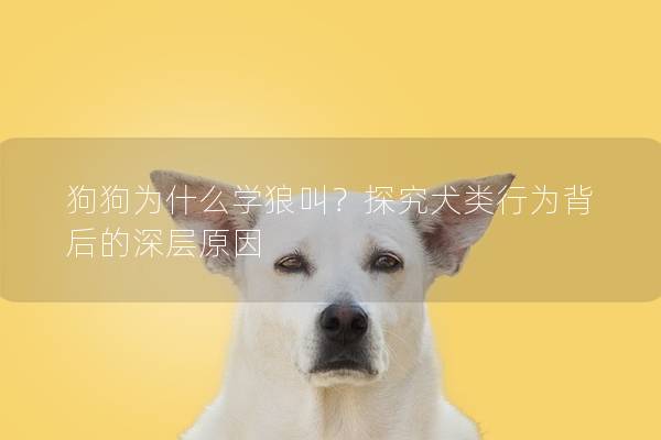 狗狗為什么學狼叫？探究犬類行為背后的深層原因