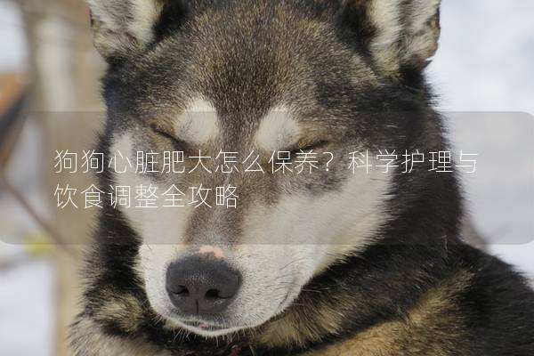 狗狗心臟肥大怎么保養?科學護理與飲食調整全攻略 狗狗心臟肥大怎么保養?科學護理與飲食調整全攻略