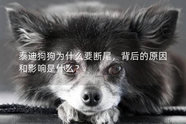 泰迪狗狗為什么要斷尾，背后的原因和影響是什么？