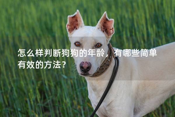 怎么樣判斷狗狗的年齡，有哪些簡單有效的方法？