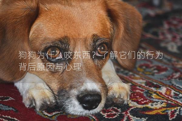 狗狗為什么咬東西？了解它們的行為背后原因與心理