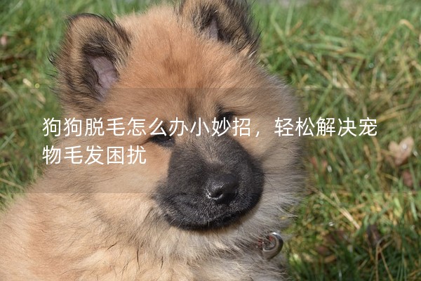 狗狗脫毛怎么辦小妙招,輕松解決寵物毛發困擾 狗狗脫毛怎么辦小妙招,輕松解決寵物毛發困擾