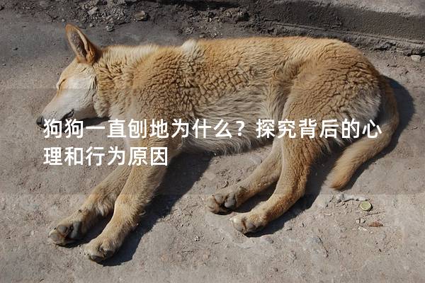 狗狗一直刨地為什么？探究背后的心理和行為原因
