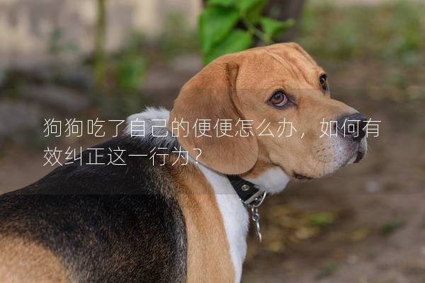 狗狗吃了自己的便便怎么辦，如何有效糾正這一行為？