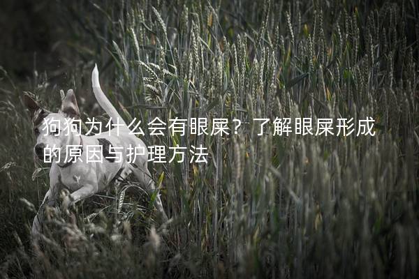 狗狗為什么會有眼屎?了解眼屎形成的原因與護理方法 狗狗為什么會有眼屎?了解眼屎形成的原因與護理方法
