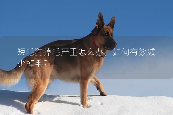 短毛狗掉毛嚴(yán)重怎么辦,如何有效減少掉毛? 短毛狗掉毛嚴(yán)重怎么辦,如何有效減少掉毛?
