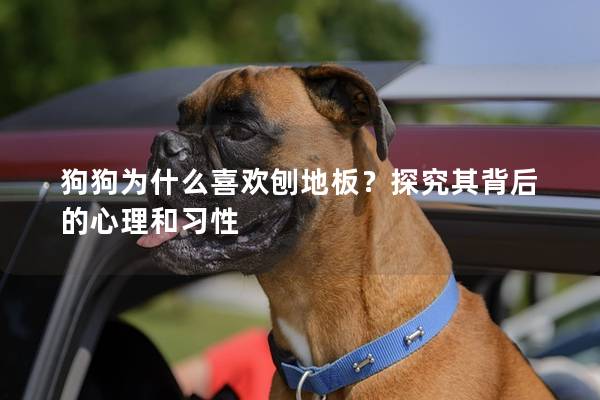狗狗為什么喜歡刨地板？探究其背后的心理和習(xí)性