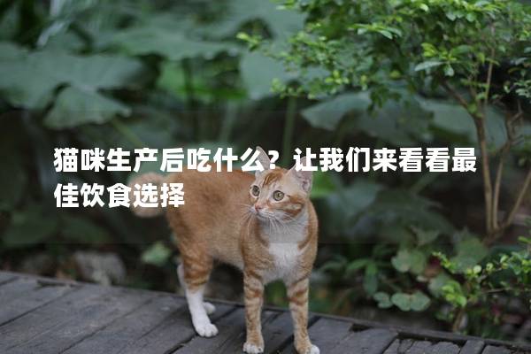 貓咪生產后吃什么？讓我們來看看最佳飲食選擇