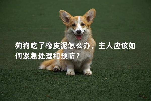 狗狗吃了橡皮泥怎么辦，主人應該如何緊急處理和預防？