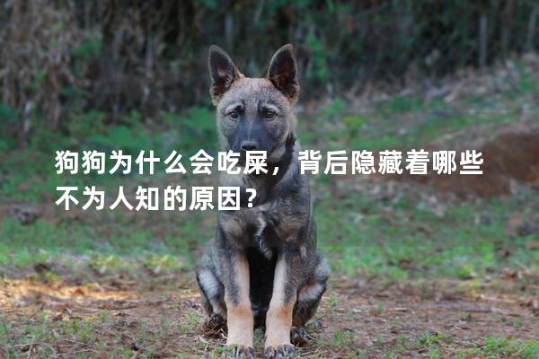 狗狗為什么會吃屎，背后隱藏著哪些不為人知的原因？
