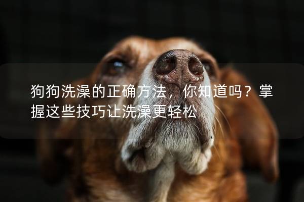狗狗洗澡的正確方法，你知道嗎？掌握這些技巧讓洗澡更輕松