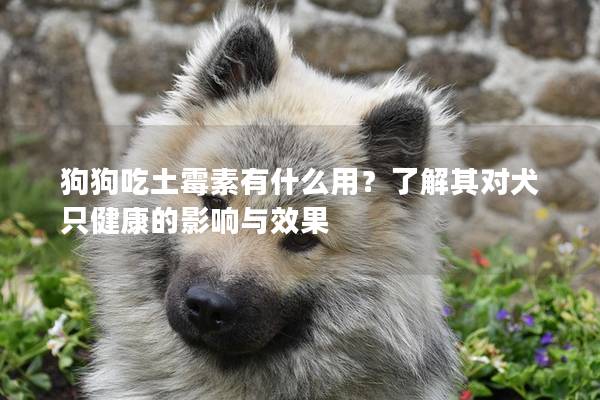 狗狗吃土霉素有什么用？了解其對(duì)犬只健康的影響與效果