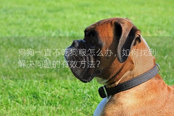 狗狗一直不吃狗糧怎么辦,如何找到解決問題的有效方法?