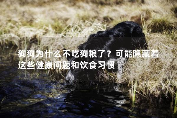狗狗為什么不吃狗糧了？可能隱藏著這些健康問題和飲食習慣