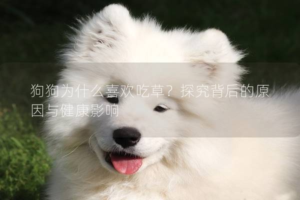 狗狗為什么喜歡吃草？探究背后的原因與健康影響