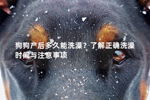 狗狗產后多久能洗澡？了解正確洗澡時間與注意事項