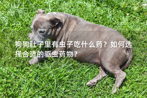狗狗肚子里有蟲子吃什么藥？如何選擇合適的驅蟲藥物？