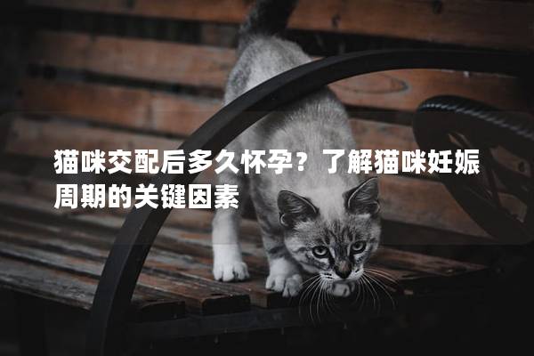 貓咪交配后多久懷孕？了解貓咪妊娠周期的關(guān)鍵因素