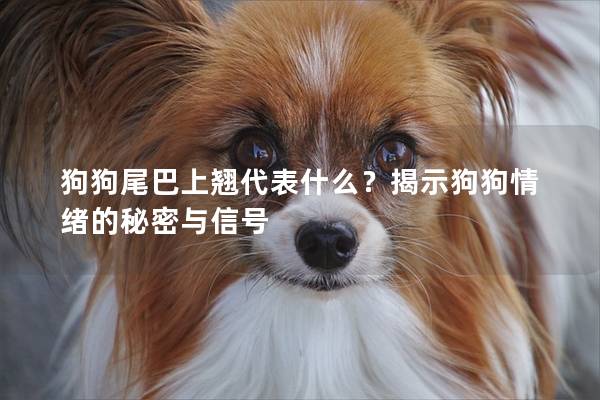 狗狗尾巴上翹代表什么?揭示狗狗情緒的秘密與信號(hào) 狗狗尾巴上翹代表什么?揭示狗狗情緒的秘密與信號(hào)