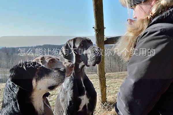 怎么能讓狗狗不叫，教你幾個實用的小技巧