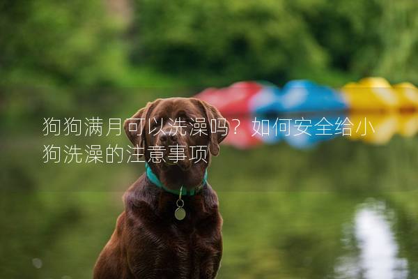 狗狗滿月可以洗澡嗎？如何安全給小狗洗澡的注意事項