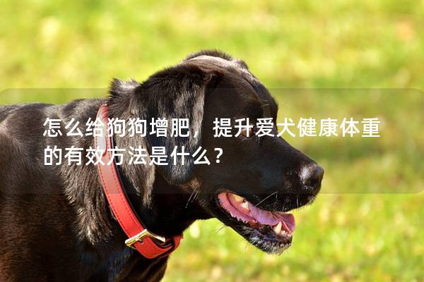 怎么給狗狗增肥，提升愛犬健康體重的有效方法是什么？