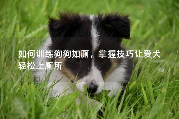 如何訓練狗狗如廁，掌握技巧讓愛犬輕松上廁所
