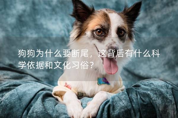 狗狗為什么要斷尾,這背后有什么科學依據和文化習俗? 狗狗為什么要斷尾,這背后有什么科學依據和文化習俗?