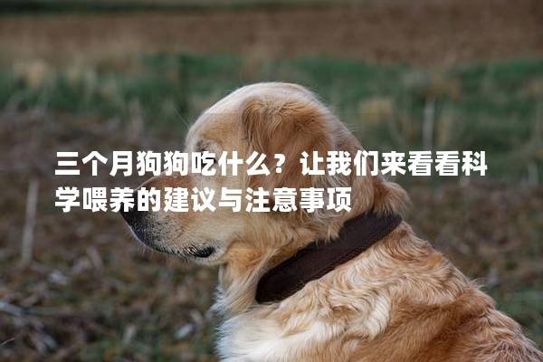 三個月狗狗吃什么？讓我們來看看科學(xué)喂養(yǎng)的建議與注意事項