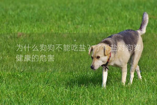 為什么狗狗不能吃鹽？了解鹽對狗狗健康的危害