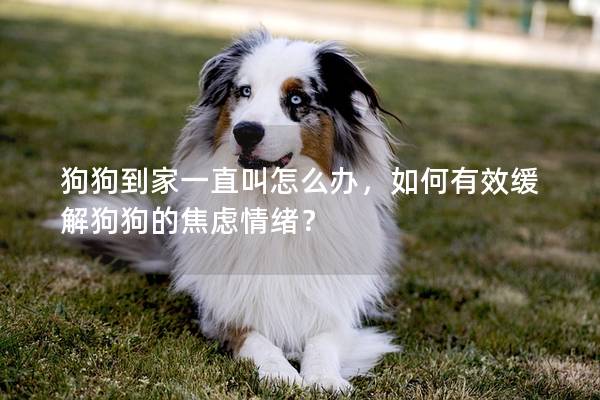 狗狗到家一直叫怎么辦，如何有效緩解狗狗的焦慮情緒？
